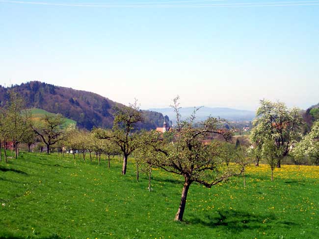 Blick von der Wohnung ins Rheintal